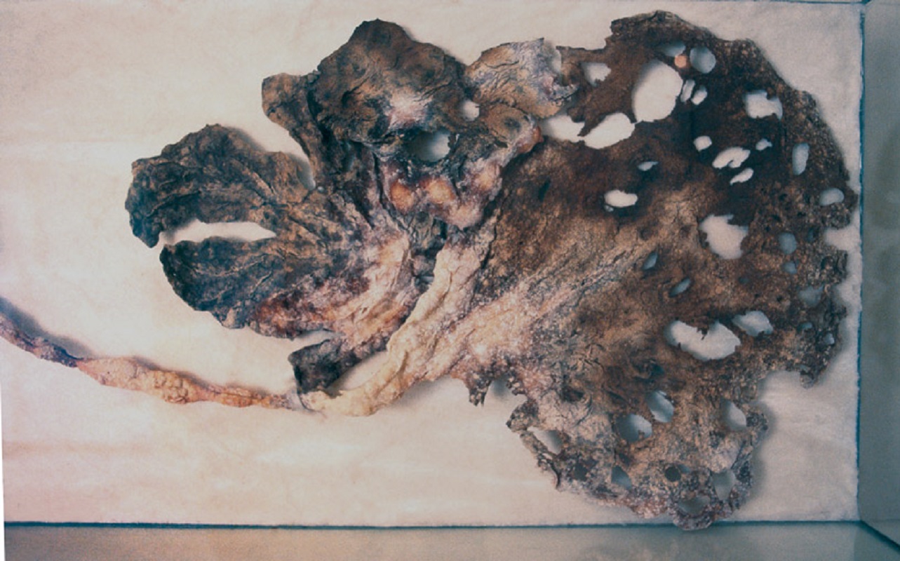 Valérie Novello - Viscères